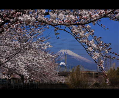 富士山賞「春かすみ」西島 義昭さん