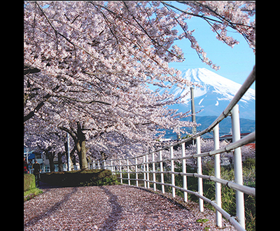 入選「朝日に輝く桜の絨毯」神尾久美さん
